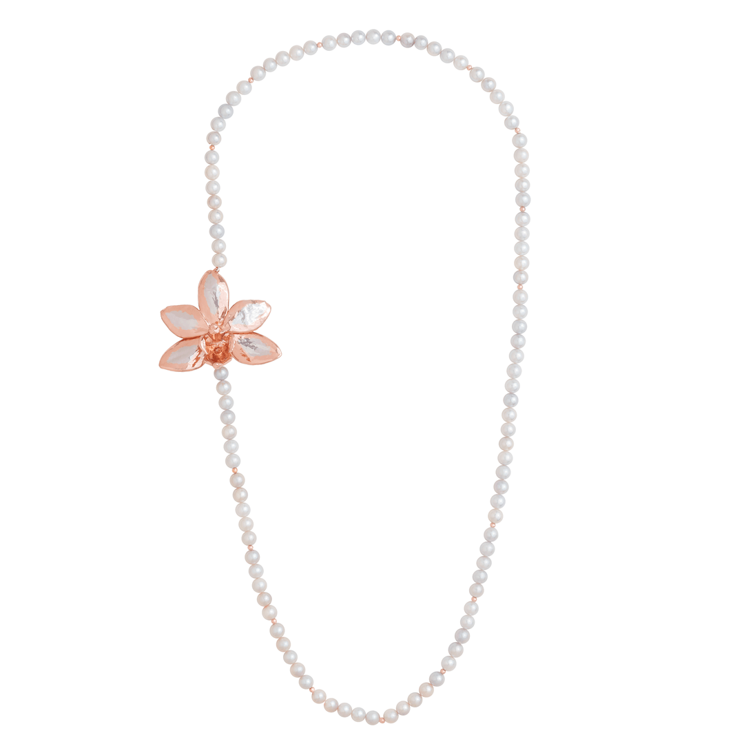 Exclusive Orchid | Phalaenopsis Ambleris
